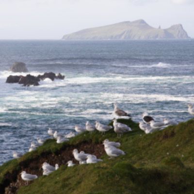 sea birds perched on slea head with blasket islands in background
