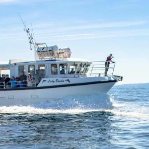 Dingle Boat Tours