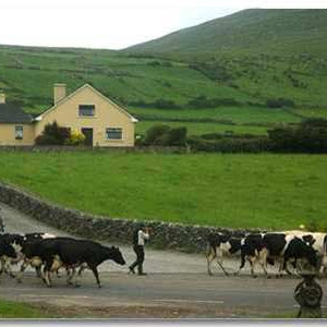 Garvey's Farmhouse Bed & Breakfast, Ventry