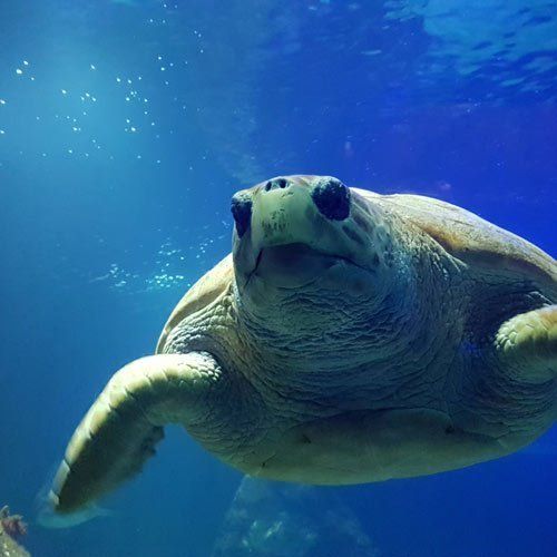 molly the turtle swimming at dingle ocean world aquarium