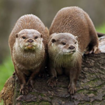 two otters at dingle aquarium