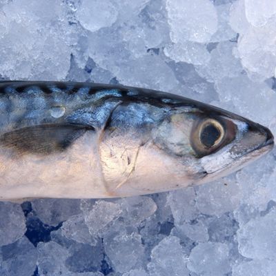 mackerel on ice
