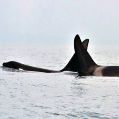 two orca whales dingle peninsula 