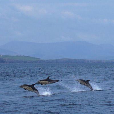 three dolphins jumping out of the water swimming near ventry